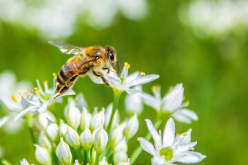 Honey bee  apis mellifera on white flower while collecting pollen on green blurred background close up macro