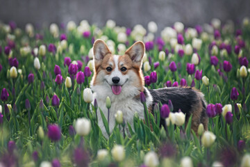 Smiling corgi in the tulle field