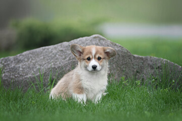 Corgi Pembroke puppy sitting in the park on green grass