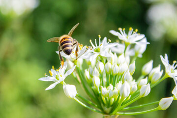 Honey bee  apis mellifera on white flower while collecting pollen on green blurred background close up macro