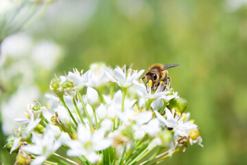 Honey bee  apis mellifera on white flower while collecting pollen on green blurred background close up macro