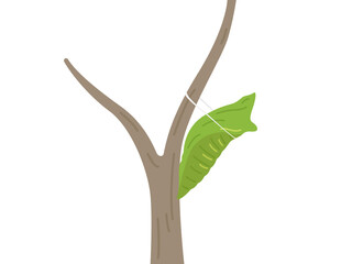 木の枝についた、アゲハチョウの蛹のイラスト