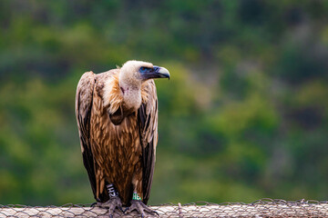 portrait of a vulture close up