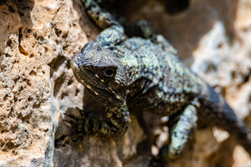 portrait lizard on the stone close up