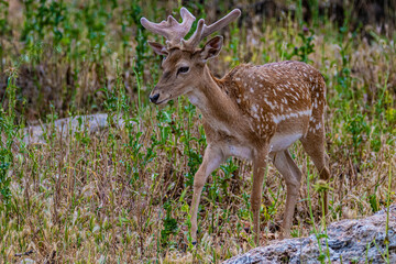 young deer in the forest