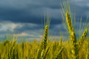 agricultural field with green wheat sprouts, dramatic spring landscape on cloudy day, overcast sky as background