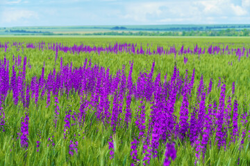 Obraz premium bright spring landscape on a sunny day - an agricultural field with young wheat sprouts and delphinium flowers