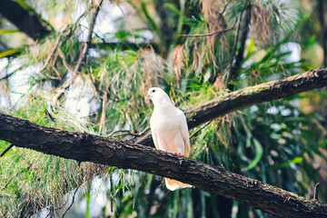 A white dove perched on a branch of a pine forest