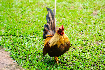 Bantam chicken or ayam kate or ayam katai in Indonesian language, looking for food on green field.