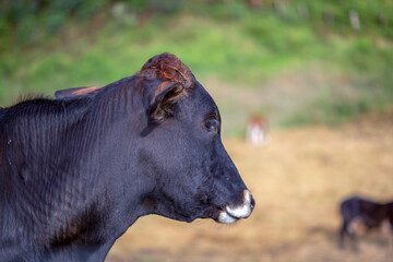 Close-up photography of a cow head on a pasture field. Captured at a farmland near the town of Arcabuco, in the central Andean mountains of Colombia.