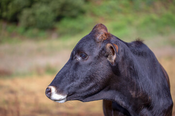 Close-up photography of a cow head on a pasture field. Captured at a farmland near the town of Arcabuco, in the central Andean mountains of Colombia.
