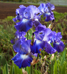 purple irises, flowers close up, detail on one blurred background