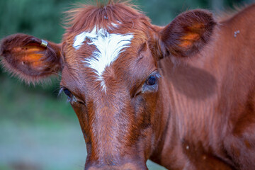 Close-up photography of a cow head on a pasture field. Captured at a farmland near the town of...