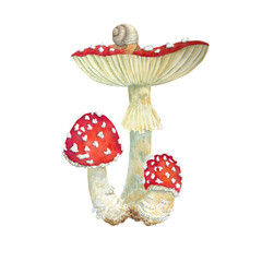 Watercolor mushrooms, snail on white background. Botanical illustration for postcards, posters, textile design.