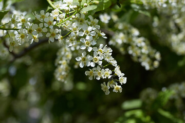Black sambucus (Sambucus nigra) close-up photo of a elder flower in spring season