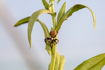 Jumping spider in the wild, North China