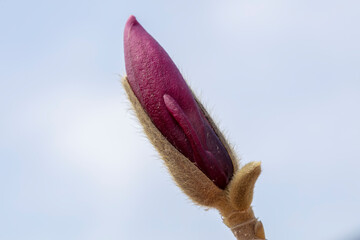 Magnolia buds are in the park, North China