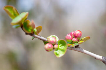 The leaf buds of sessile Begonia are in the botanical garden, North China