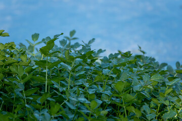 watercress a rapidly growing perennial plant native to Europe and Asia one of the oldest leaf vegetable consumed by humans