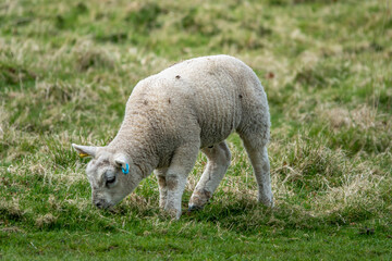 Obraz na płótnie Canvas cute woolly lamb grazing in the countryside