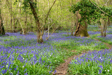 footpath through a carpet of Beautiful bluebells a symbol of humility constancy gratitude and everlasting love amongst trees in woodland