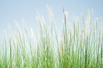 Fototapeta premium Closeup grass flowers with blue sky background