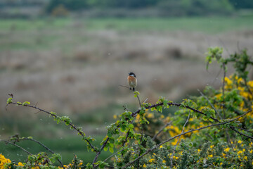 pretty male stonechat perched on a bramble amongst bright yellow gorse with a blurred background