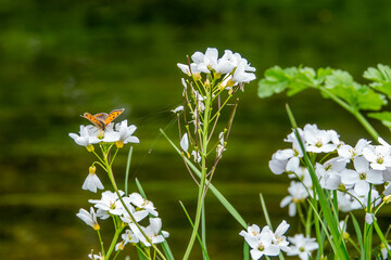 orange fritillary butterfly resting on white petals of the cuckoo flower