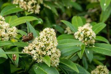 speckled wood butterfly resting on white flowers of japenese skimmia