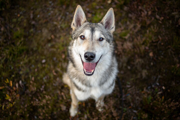 Portrait of young happy laika dog looking at camera