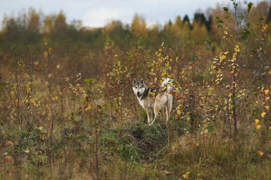 Happy young laika dog standing in field