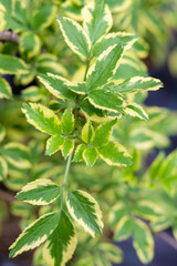 bright, delicate, variegated green sprigs of elderberry in spring