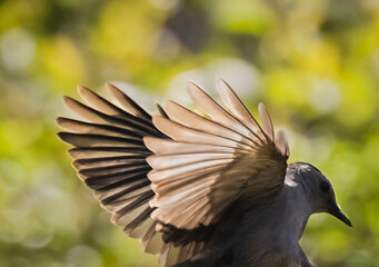 Close-up of a Gray Catbird in Mid Flight