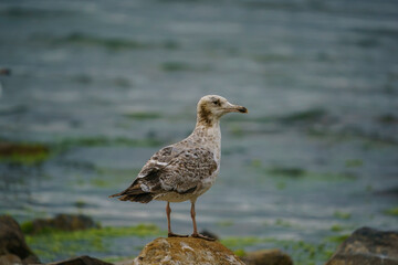 Yellow-legged Gull (Larus michahellis) perched on a rock