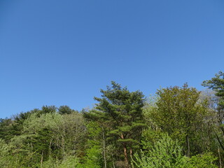 紺碧の空と新緑の森