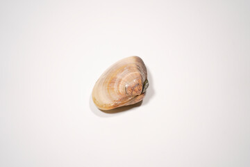 新鮮なハマグリのイメージ画像