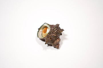 新鮮なサザエのイメージ画像