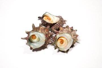 新鮮なサザエのイメージ画像