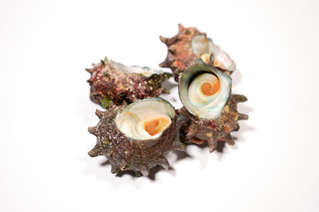 新鮮なサザエのイメージ画像