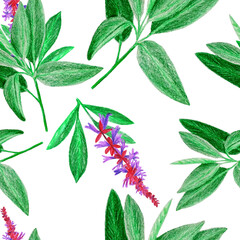 Floral seamless pattern of sage sprigs with leaves and flowers on a white background.