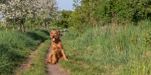 Spaziergang mit Hund durch die Natur