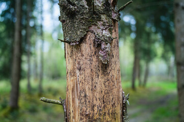 Fichte mit Borkenkäferbefall - Bark beetle