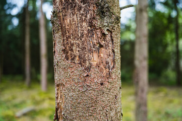 Fichte mit Borkenkäferbefall - Bark beetle