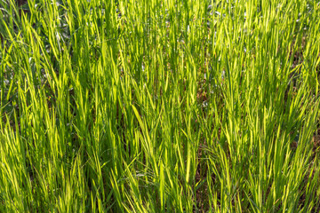 Gras in der Morgensonne