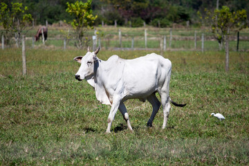 Obraz na płótnie Canvas Cow in a field, grazing. Green grass and a bird beside. Selective focus.