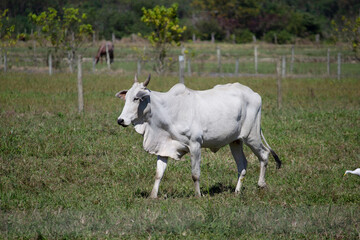 Obraz na płótnie Canvas Cow in a field, grazing. Green grass. Selective focus.