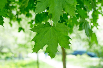 Fresh green maple leaves background with daylight.