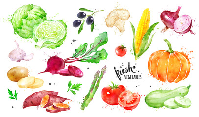 Watercolor hand drawn illustration set of vegetables
