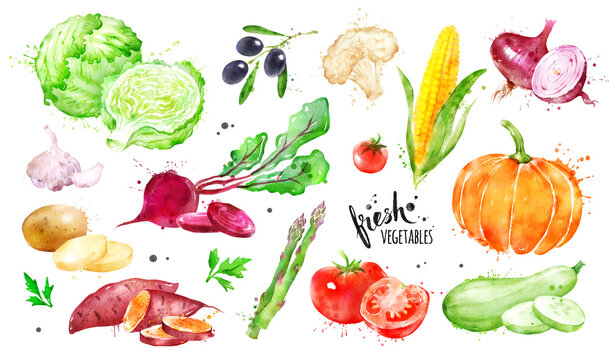 Watercolor hand drawn illustration set of vegetables