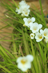 White freesia flowers with selective focus against blurry green leaves and terracotta pot.